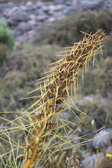 Aciphylla squarrosa