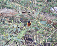 Ploceus jacksoni