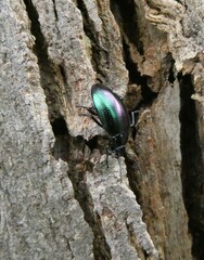 Chalcopteroides cyanopterus