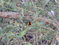 Ploceus jacksoni