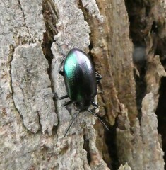 Chalcopteroides cyanopterus