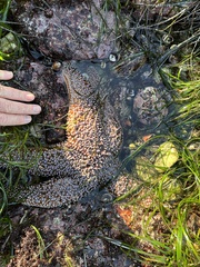 Pisaster giganteus