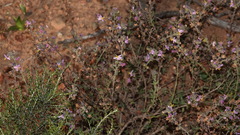 Chaenostoma caeruleum