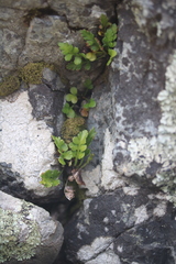 Asplenium appendiculatum
