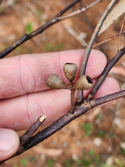 Eucalyptus sieberi