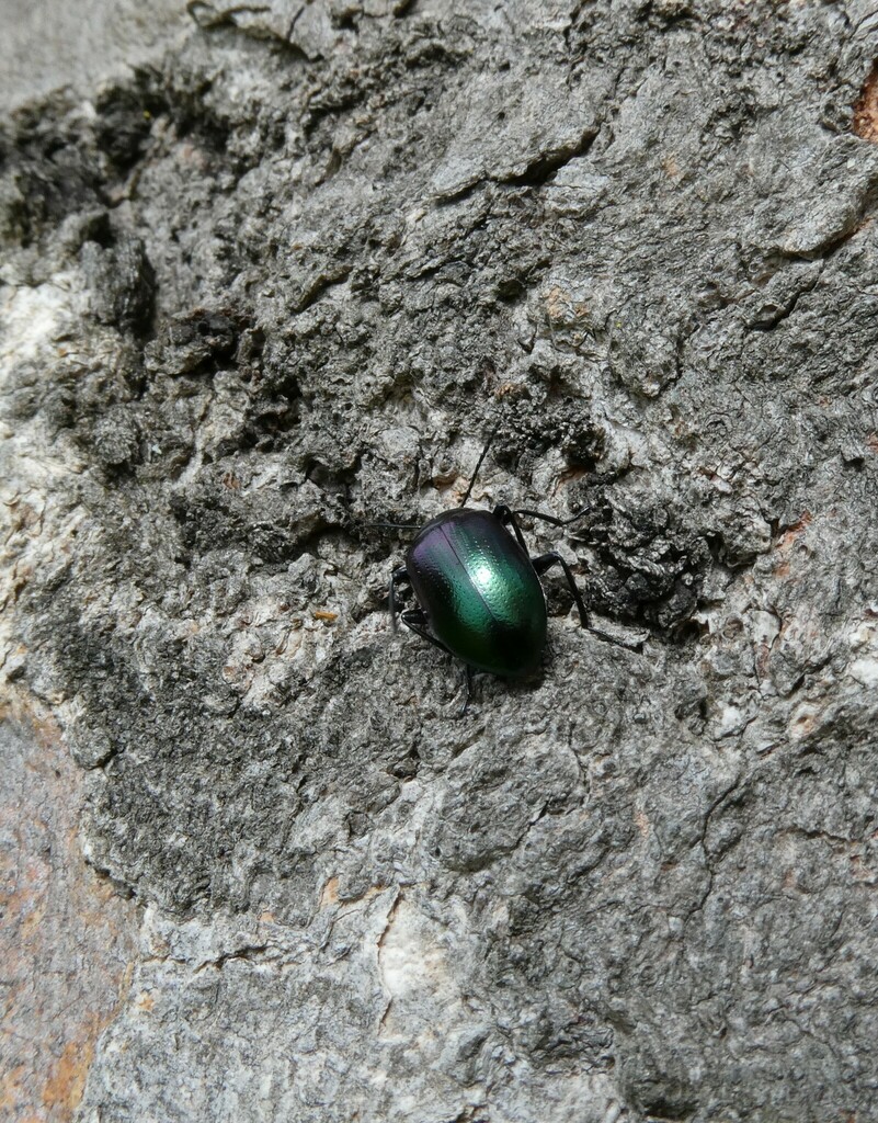 Chalcopteroides cyanopterus from Melbourne VIC, Australia on December