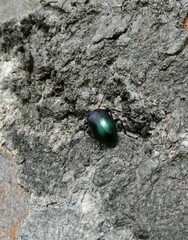 Chalcopteroides cyanopterus