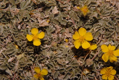 Potentilla holmgrenii