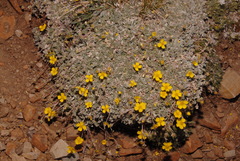 Potentilla holmgrenii