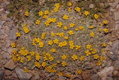 Potentilla holmgrenii