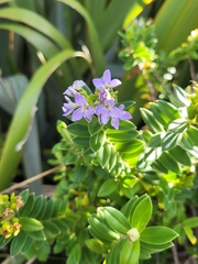 Veronica elliptica
