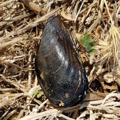 Mytilus
