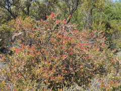 Adenanthos cuneatus