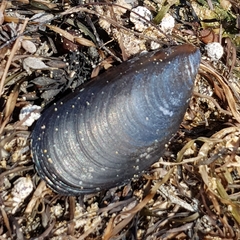 Mytilus