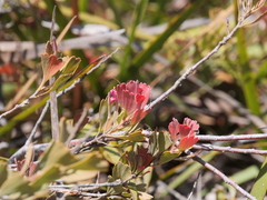 Adenanthos cuneatus