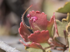 Adenanthos cuneatus