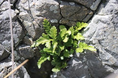 Asplenium appendiculatum