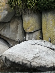 Phalacrocorax punctatus