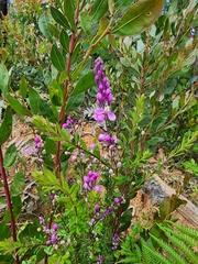 Comesperma ericinum