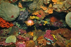 Pempheris klunzingeri