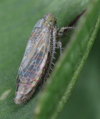 Euscelis