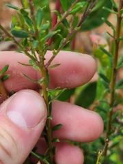 Comesperma ericinum
