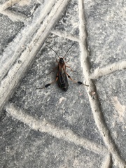 Callisphyris leptopus