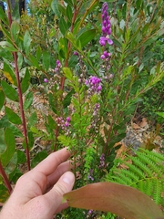 Comesperma ericinum