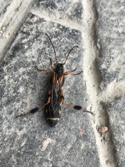 Callisphyris leptopus