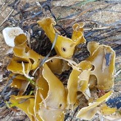 Undaria pinnatifida