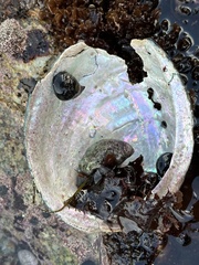 Haliotis cracherodii