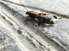 Callisphyris leptopus