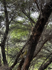 Anthornis melanura