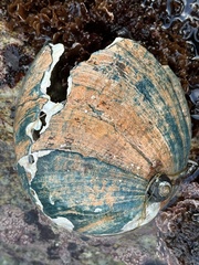 Haliotis cracherodii