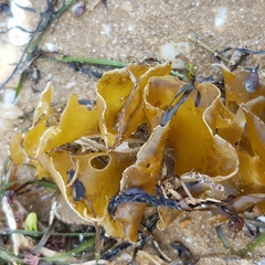 Undaria pinnatifida