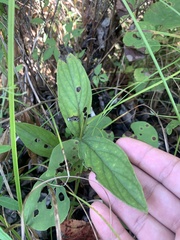 Spigelia marilandica