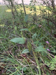 Spigelia marilandica