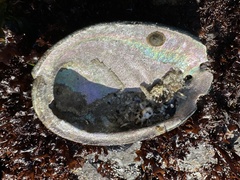 Haliotis cracherodii