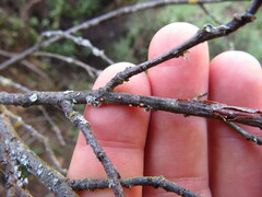 Nectriaceae