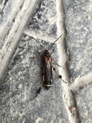 Callisphyris leptopus