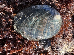 Haliotis cracherodii