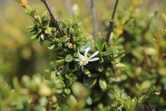 Olearia solandri