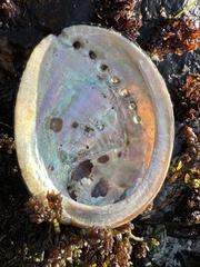 Haliotis cracherodii