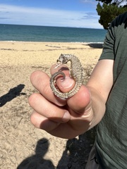 Hippocampus abdominalis