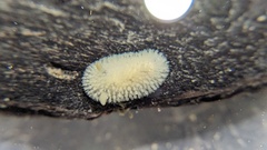Onchidoris evincta
