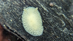 Onchidoris evincta