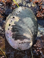 Haliotis cracherodii