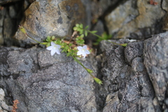 Wahlenbergia albomarginata