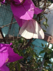 Ascia monuste monuste