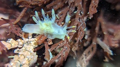 Ancula gibbosa